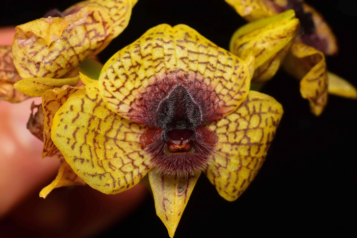 ������ ������� Telipogon cruentilabrum (��������� ��������, Orchidaceae). �������������� �������, �������� �� ������ �������� (��������������� Baccharis latifolia) � ������ �������� ����� ��������� �������� (�������).