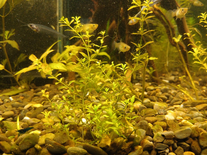 ������ �������� ����������� ����� ������ ����������. ������ ������ �������� - �������� ������������ ����������� ������ ��������.