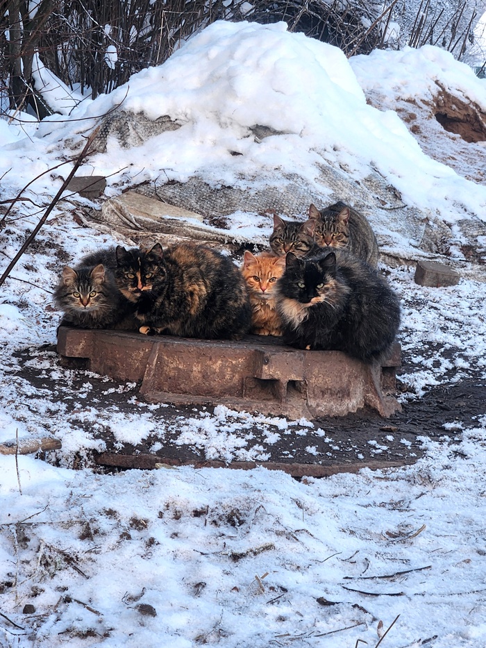 Район с котами мой! Ставлю тэг моё!