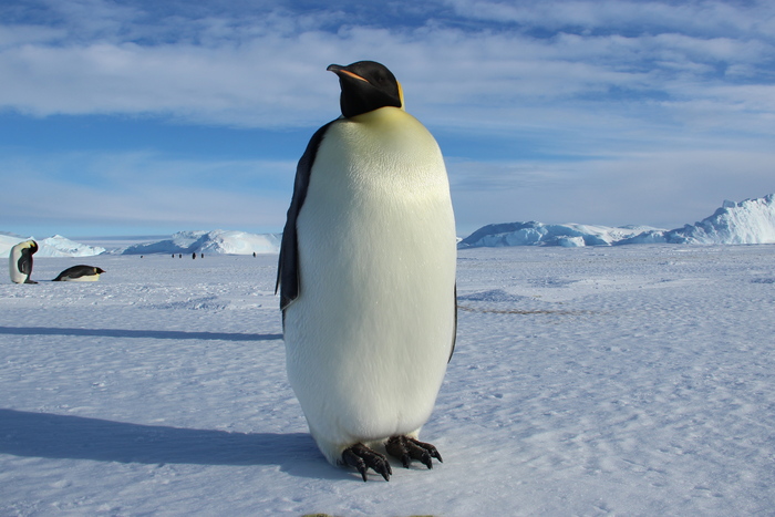 ��������� � ������� ������������� ��������� ���������� ������� "����������" ��������. �� �������� ���� - ��������� ���� �������. ��� ���������. ��������, ����� � � �������� ������ ����������, �� �������.