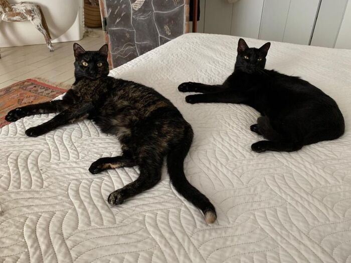 - Кожаный мешок, согласно закону Авогадро котики занимают весь предоставленный объем!