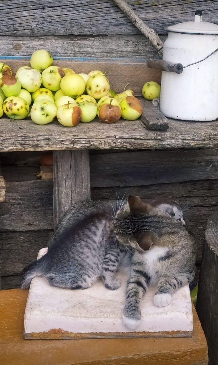 ����������� ���������: �����, ������, �����