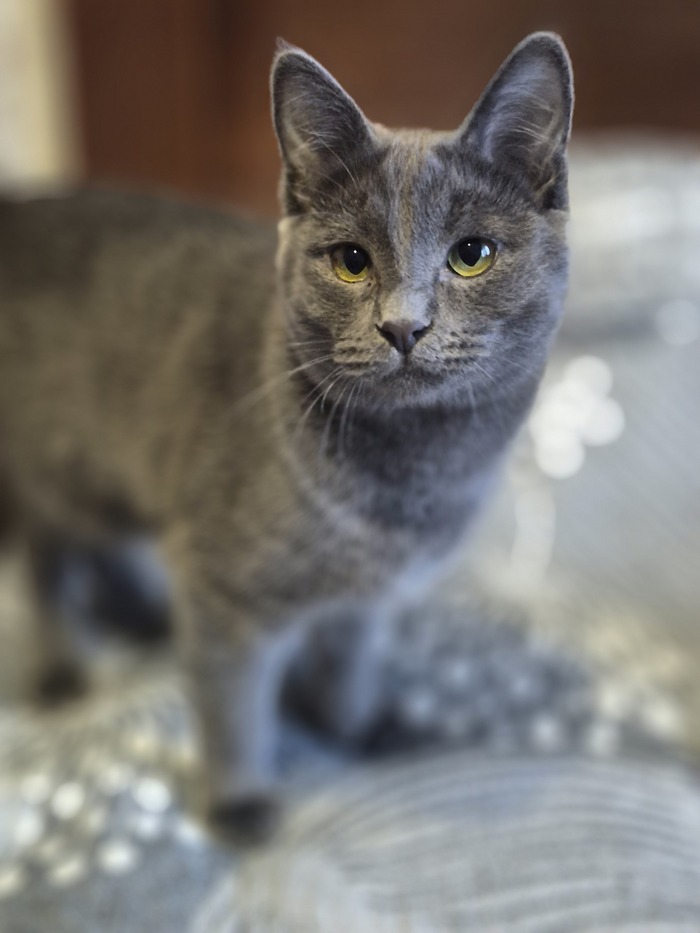 ������� ���, 7���, ������� �������