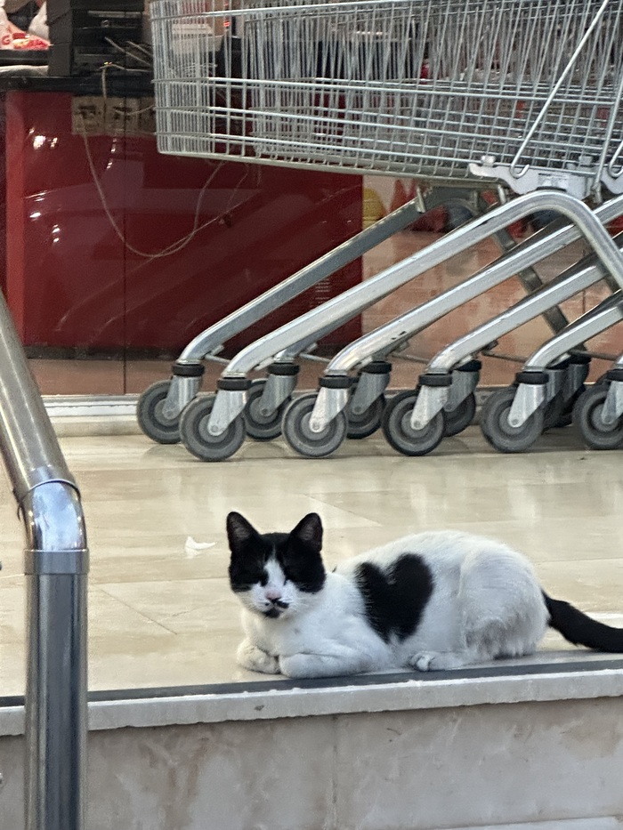 � ������������ 