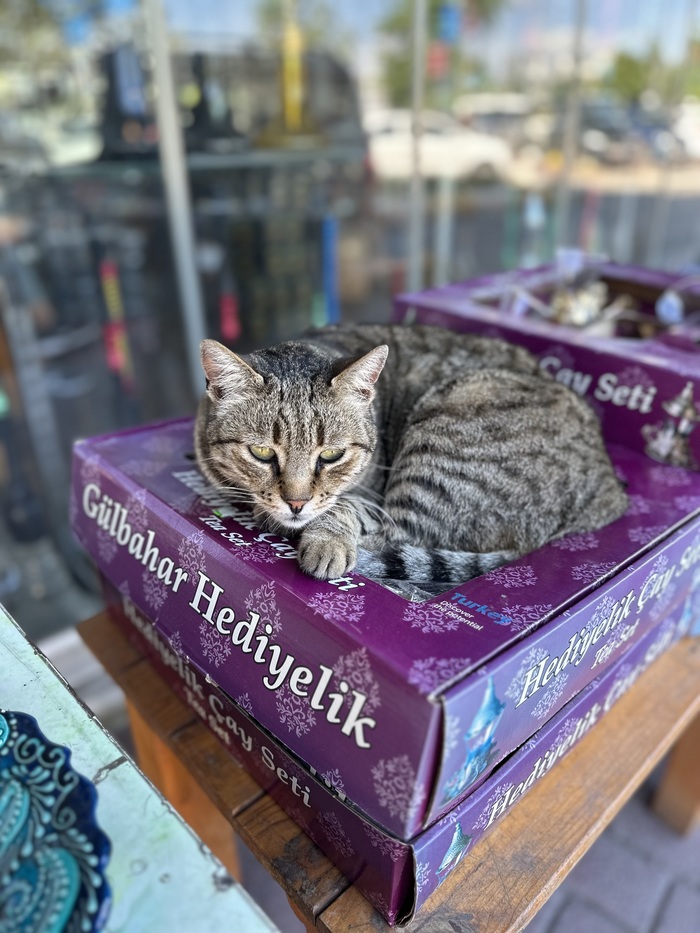 � �����������