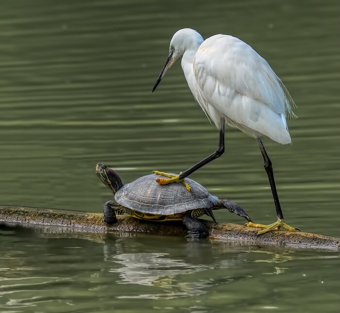 Притормози!