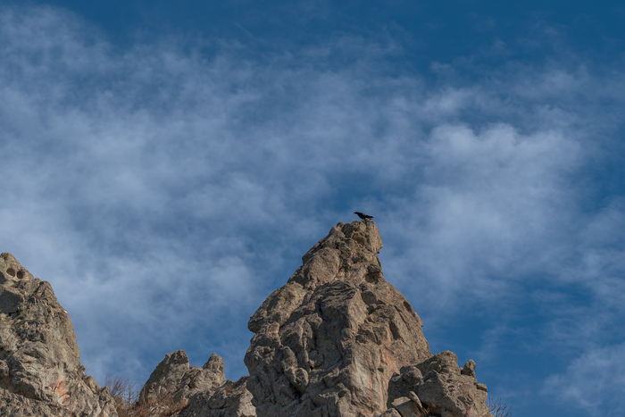 ворон на скалах Лисьего носа