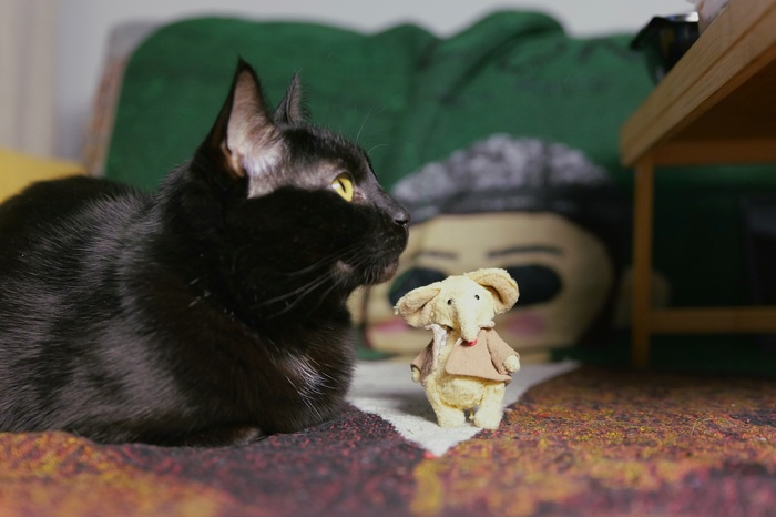 ��� � ������� �������� ��� ����������� ��������)