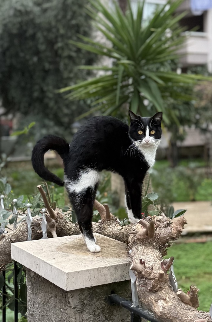 �������� ���