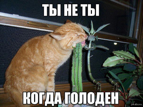 ��� ���� �������