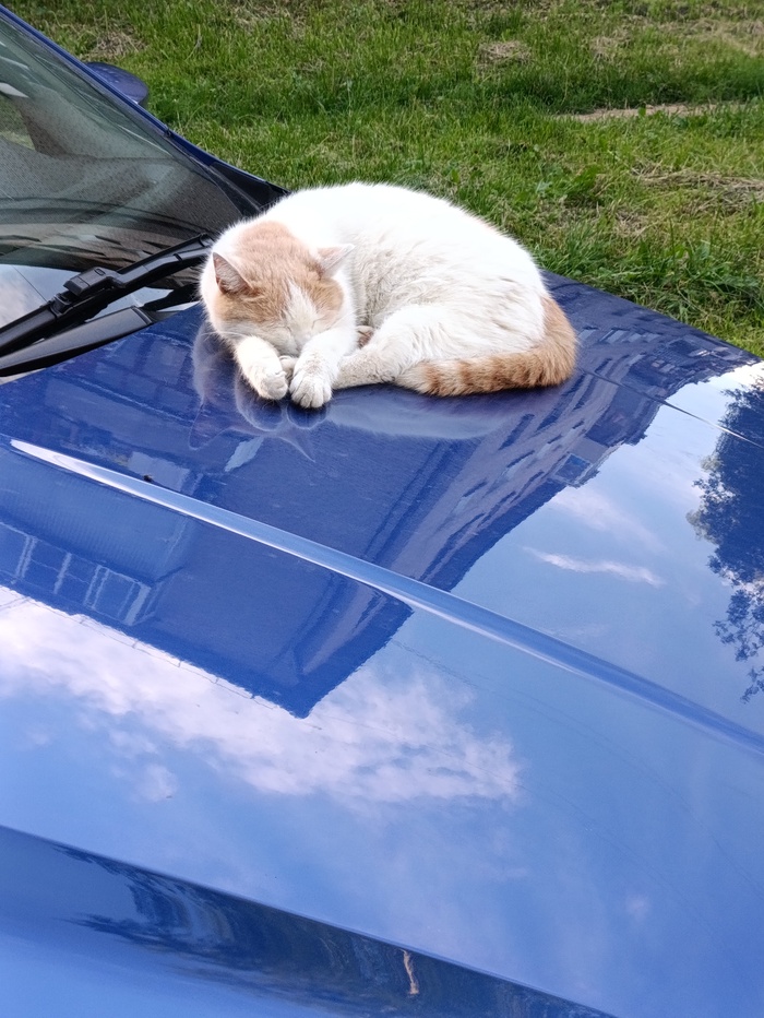 ������� ����