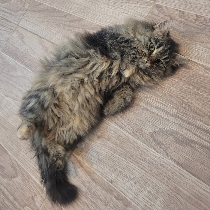 ����� �����