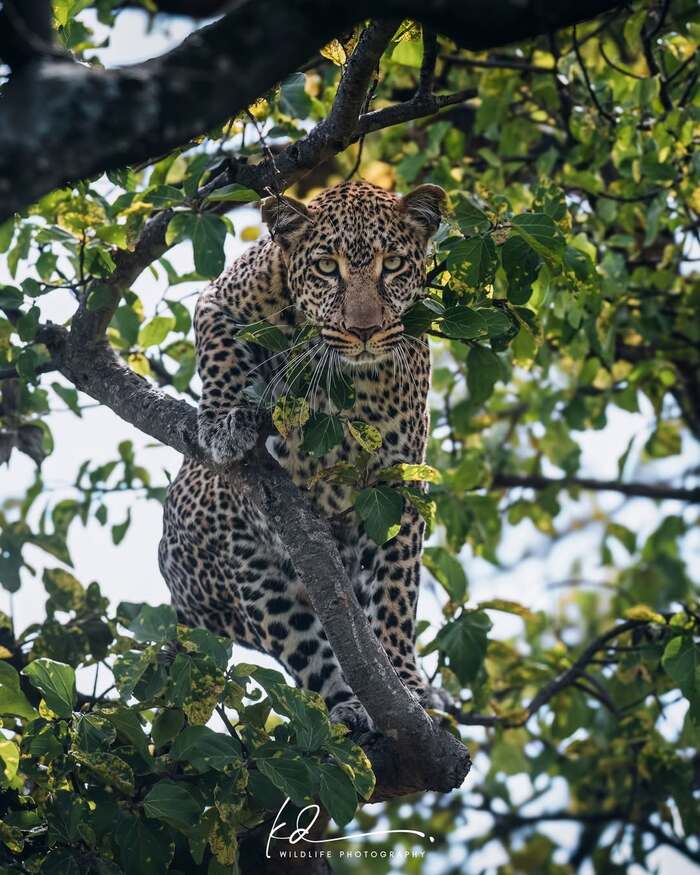 �� ��� ���-������?