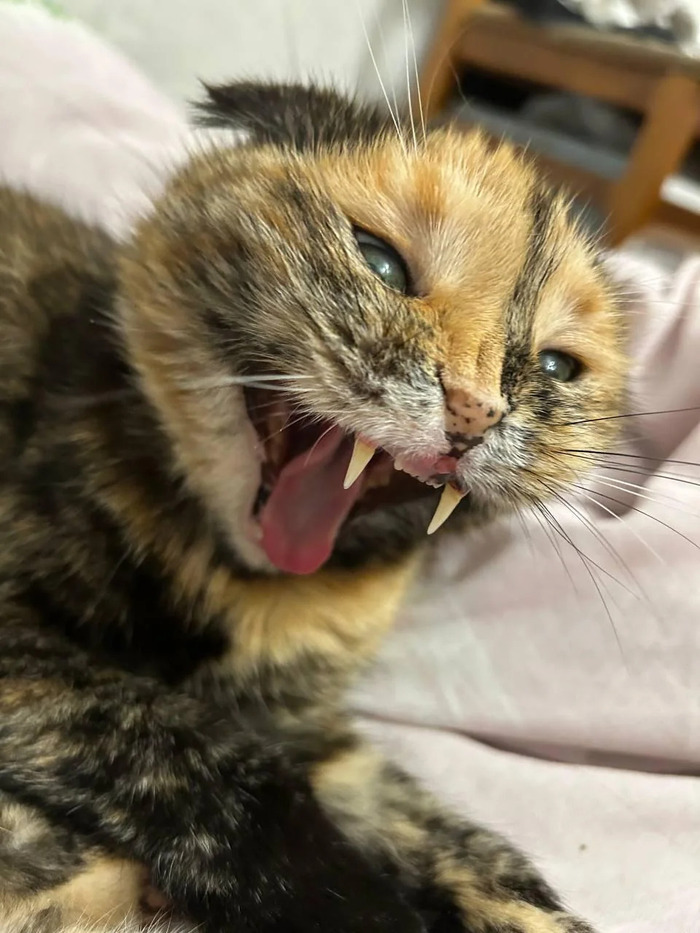 Не бойтесь, она не кусается