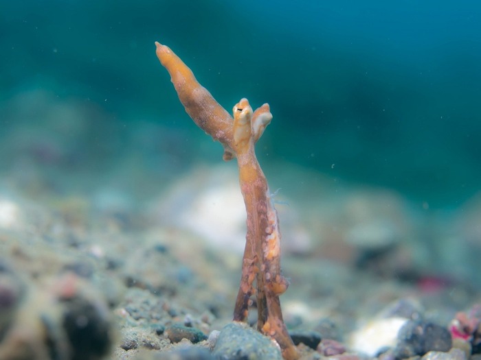 ��� ������ �� ���������, � ������� ���� / � <!--noindex--><a href="https://pikabu.ru/story/osminogmimik_vunderpus_mollyusk_kotoryiy_menyaet_formu_tela_13663608?u=http%3A%2F%2Fflickr.com&t=flickr.com&h=00f33e3721471ba29e2ca96a4c409fec5ea4b238" title="http://flickr.com" target="_blank" rel="nofollow noopener">flickr.com</a><!--/noindex-->