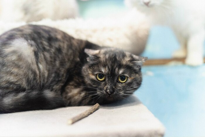 ��������  ����� ���� ���