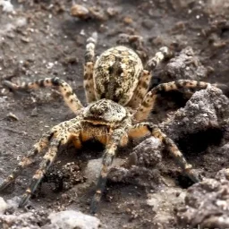 Arachnophil