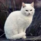 ����� ����� ������ ���� �����������