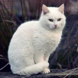 Roskomnadzoris22