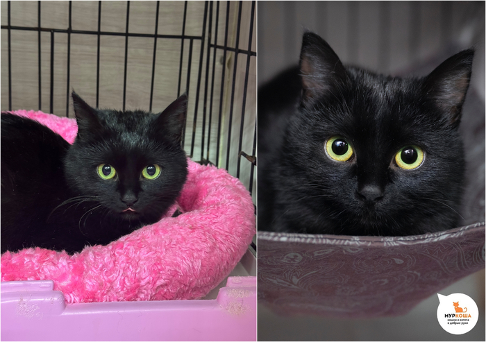 ������-������� �����, 7 �������, �������� � ����������.