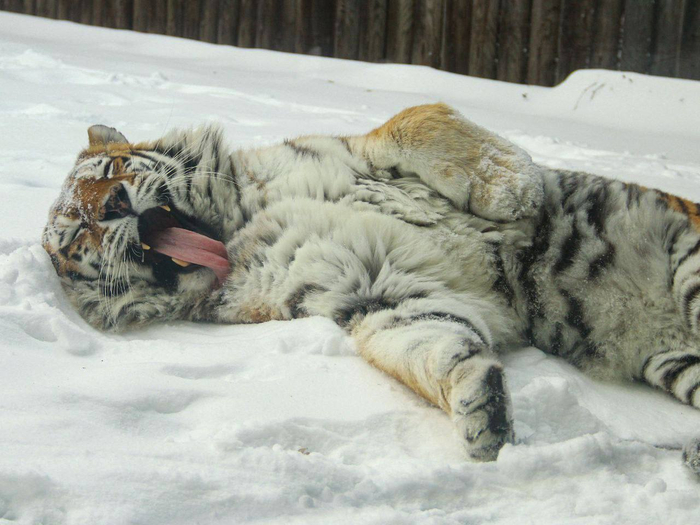 ���� ������ ���������<a href="https://pikabu.ru/story/vsem_sladkikh_snov_13665725?u=https%3A%2F%2Ft.me%2Fsobolevayuliya%2F390&t=%D0%BE%D1%82%D1%81%D1%8E%D0%B4%D0%B0&h=b82fcc1090704952d598f3d6fe959ab167350f25" title="https://t.me/sobolevayuliya/390" target="_blank" rel="nofollow noopener"> ������</a>