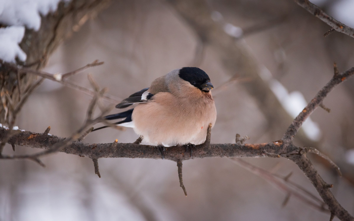 �����. ���� <a href="https://pikabu.ru/story/snegiri_13666082?u=https%3A%2F%2Frtraveler.ru%2Fphoto%2F1480738%2F%3Fauthor_photos%3D1&t=%D0%BE%D1%82%D1%81%D1%8E%D0%B4%D0%B0&h=e44274f78e4a3c64bc9a3f745ca7eee2e00ccb70" title="https://rtraveler.ru/photo/1480738/?author_photos=1" target="_blank" rel="nofollow noopener">������</a>