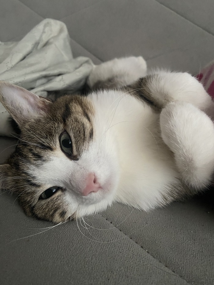 ������ ��������� ����