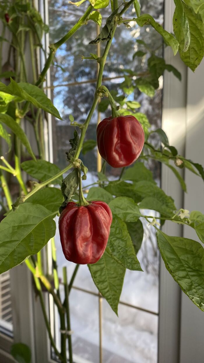 ���� �������� �� ������� ��������