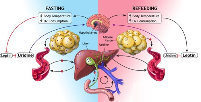 <a href="https://pikabu.ru/story/pishchevaya_razvedka_4_13674250?u=https%3A%2F%2Fmedicalxpress.com%2Fnews%2F2017-03-fat-cells-liver-fasting.html&t=%D0%92%D0%B7%D0%B0%D0%B8%D0%BC%D0%BE%D0%B4%D0%B5%D0%B9%D1%81%D1%82%D0%B2%D0%B8%D0%B5%20%D0%BF%D0%B5%D1%87%D0%B5%D0%BD%D0%B8%20%D0%B8%20%D0%B6%D0%B8%D1%80%D0%BE%D0%B2%D0%BE%D0%B9%20%D1%82%D0%BA%D0%B0%D0%BD%D0%B8&h=86b3492c454ec29d39302f1f0d3bbe3c9079c986" title="https://medicalxpress.com/news/2017-03-fat-cells-liver-fasting.html" target="_blank" rel="nofollow noopener">�������������� ������ � ������� �����</a>