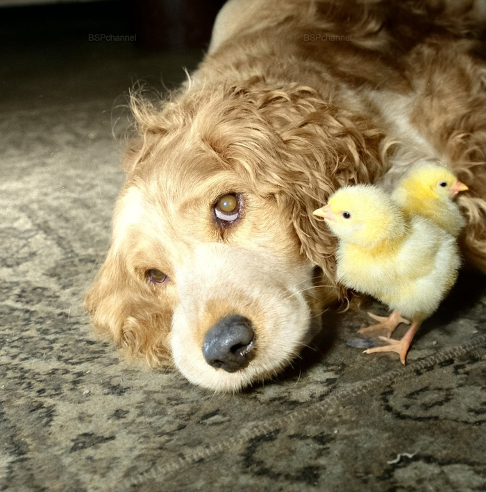 ��������: ��� ������