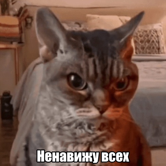 ��� ����. ���� ������