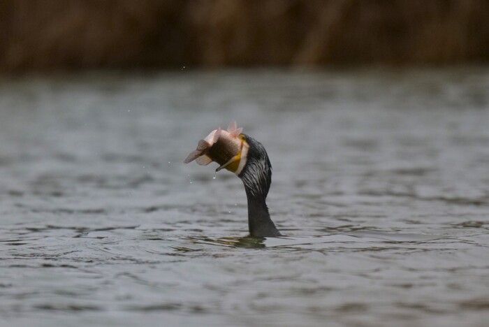 ������� ������