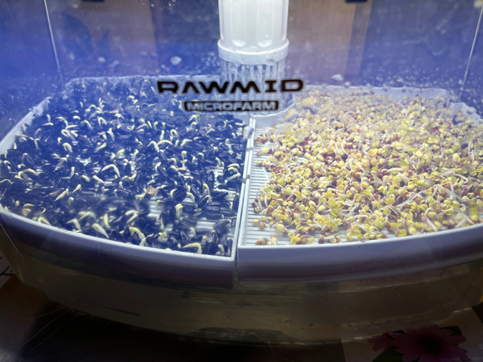 ����� ������������, ������ �������