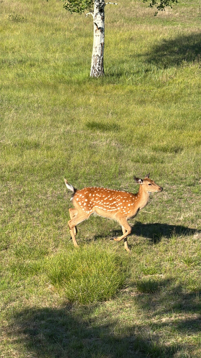 ����� ���������� �����