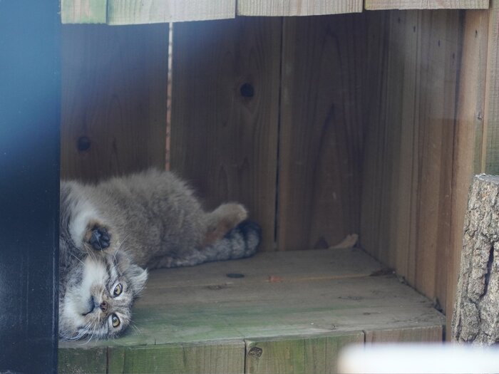 Когда будильник снова звонит слишком рано