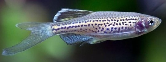 ����� �����������. ����, ����������, �����������. ��� ����