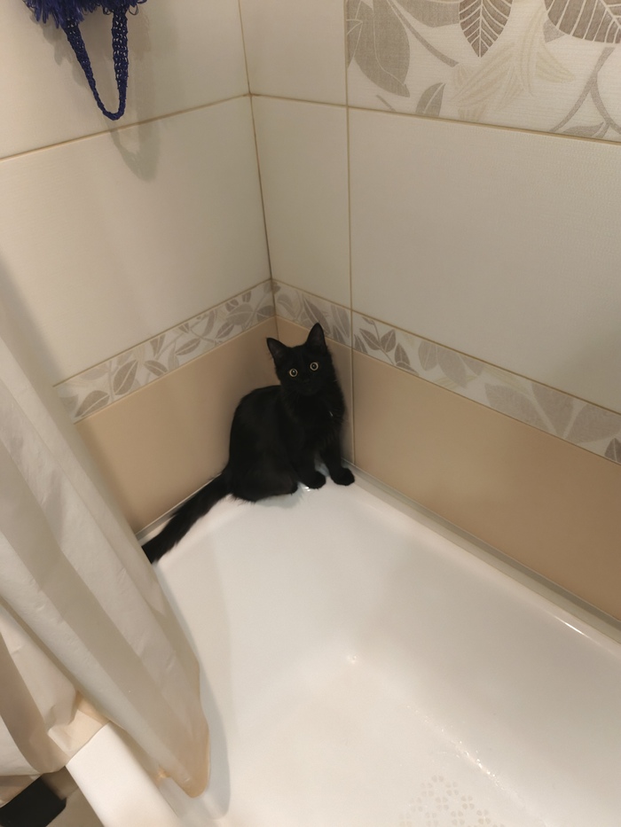 Держите смешного кота