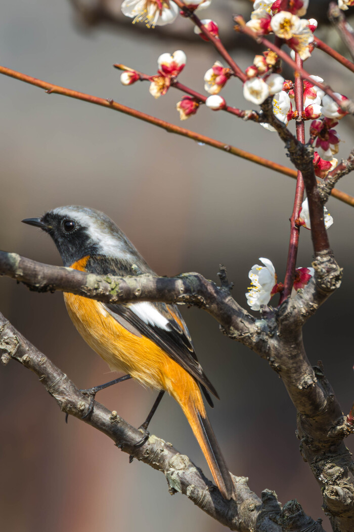 (���� �� �������� ��� ������� ��������)