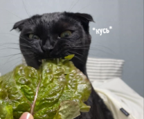 ����.. ���