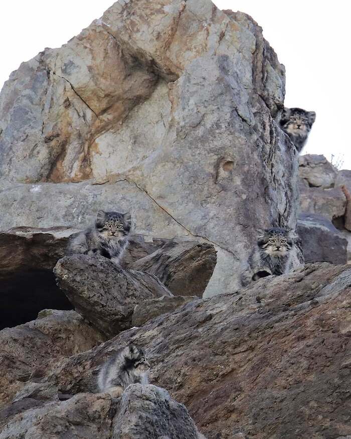 ���� ���� �����������, ����� �������������������