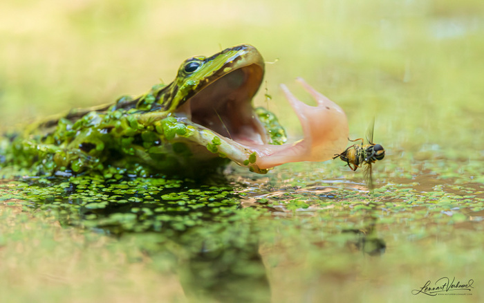 ������� ����� ��������