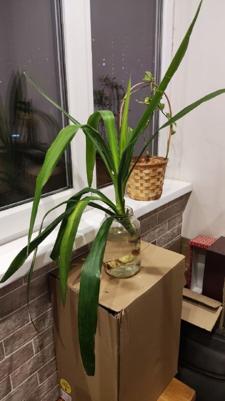 ���� ��������