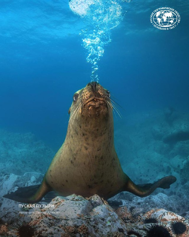 Фото: Магай Алексей, участник фотоконкурса «Самая красивая страна», <a href="https://pikabu.ru/story/severnyiy_morskoy_lev_13685303?u=https%3A%2F%2Ft.me%2Frgo1845%2F18456&t=%D0%BE%D1%82%D1%81%D1%8E%D0%B4%D0%B0&h=2259d4f873d2c5f365f7334ae10ff86587321a37" title="https://t.me/rgo1845/18456" target="_blank" rel="nofollow noopener">отсюда</a>