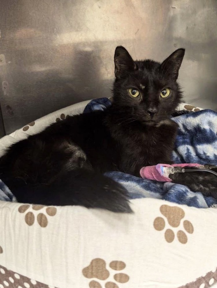 ����� ��� �����