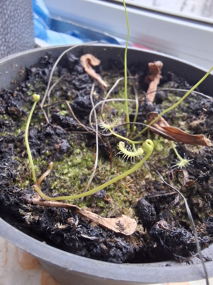 БУКВАЛЬНО СЕГОДНЯ РАННИМ УТРОМ