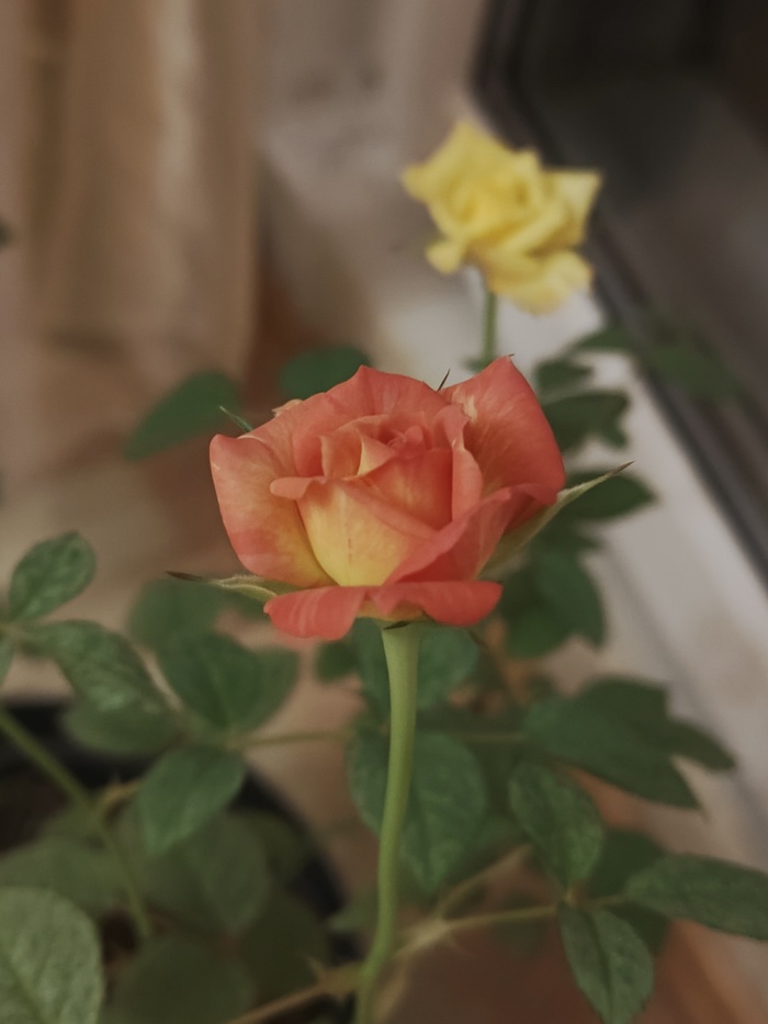 ���� � ���� ������ � �������� 