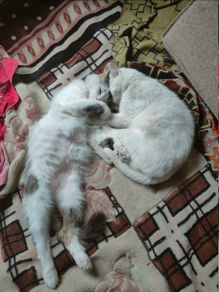 ���������� �������������� ��������� �� �����!