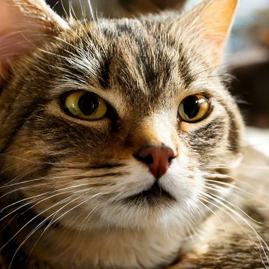 Explorer's stupidity and OGG files - Computer help, Computer, Operating system, Notebook, Windows, cat