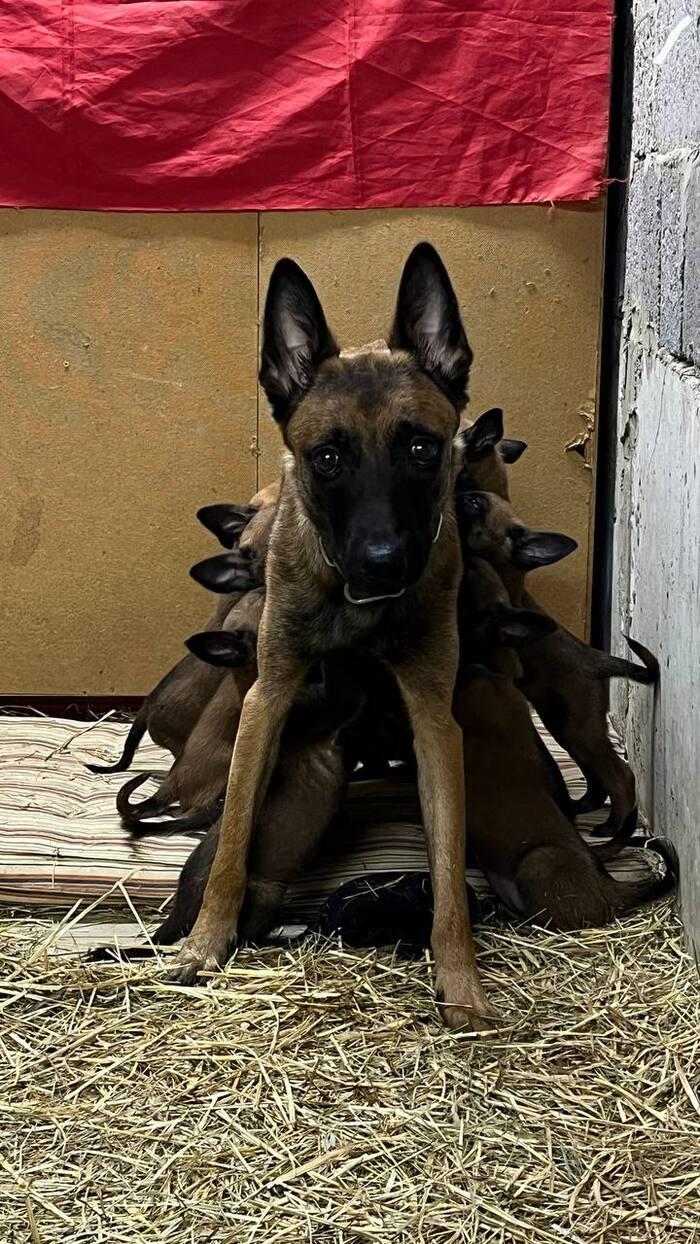 Щенки уже на самостоятельном питании, мать запускается для гигиенических процедур, но по привычке начинается пиршество)