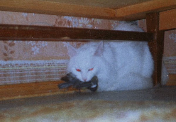 ��� ��� ����� ���� �� ���� ����